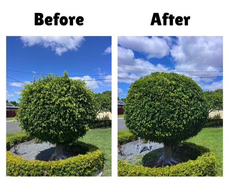 Before and after photos of a round shrub showing overgrown branches trimmed into a perfectly shaped, manicured bush.
