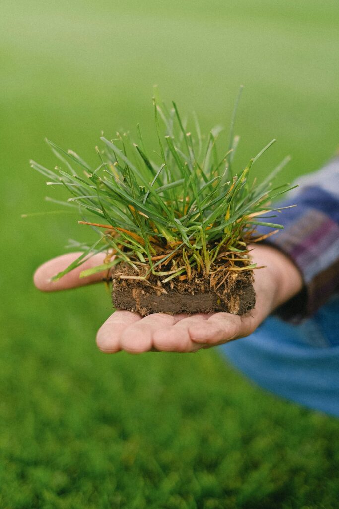 Close-up of a hand holding a healthy piece of turf grass with roots visible.